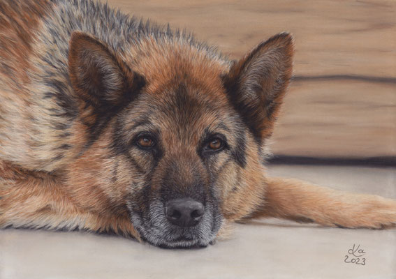 Deutscher Schäferhund, 35 x 25 cm, Fotovorlage Eduardo Salgado