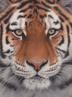 Sibirischer Tiger, Gesicht, 29 x 39 cm, Fotovorlage Menno Koops; SOLD - VERKAUFT