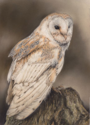Schleiereule, 21 x 29 cm, Fotovorlage Karen Gilks;  SOLD - VERKAUFT