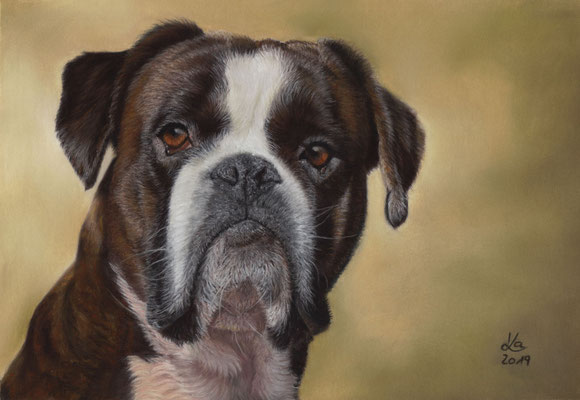 "Bounty", Boxer, 21 x 29 cm