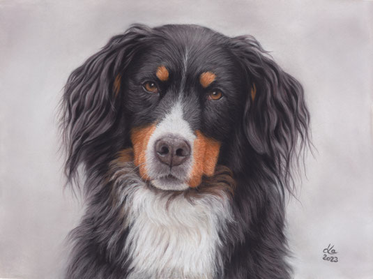 "Motte", Berner Sennenhund, 39 x 29 cm