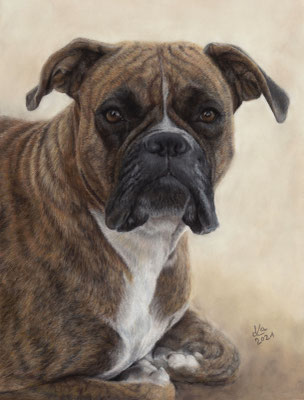 "Jessie", Boxer, 30 x 40 cm