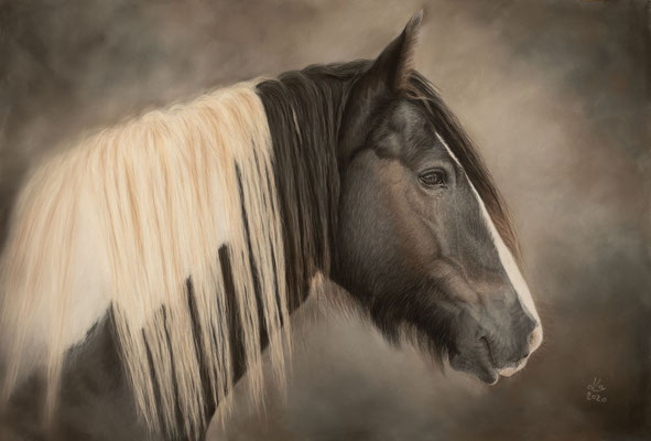 "Murphy", Irish Cob, 40 x 60 cm
