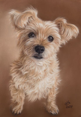 "Yoschi", 20 x 29 cm