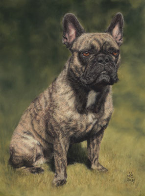 "Cuba", Französische Bulldogge, 30 x 40 cm