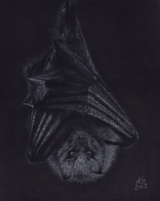 Fledermaus, weiße Kohle auf Fabriano Black, 24 x 32 cm, Fotovorlage Stephen Chantzis; SOLD - VERKAUFT