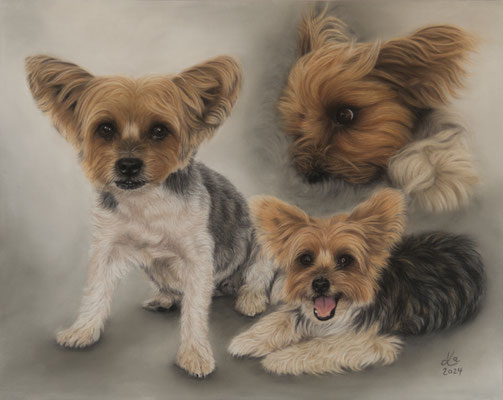 "Suggi", Biewer Terrier, 40 x 50 cm