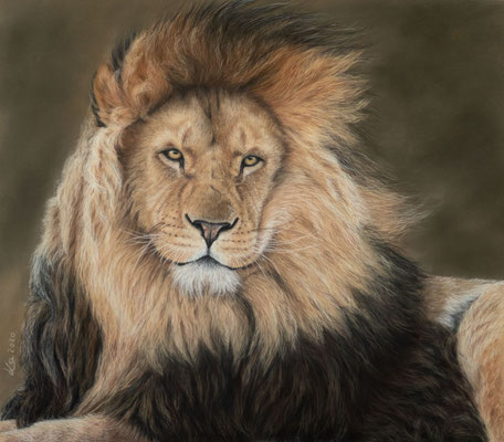Leonardo, 41 x 46 cm, Fotovorlage Tazi Brown; SOLD - VERKAUFT