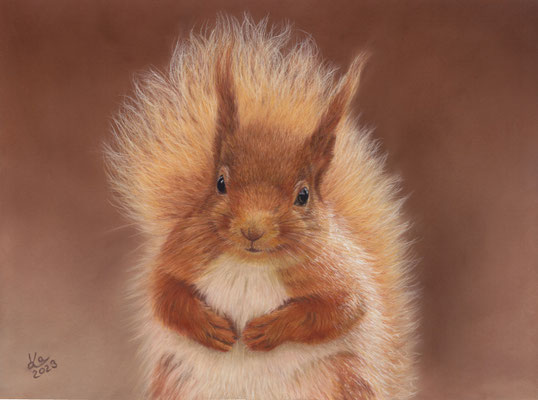 Eichhörnchen, 39 x 29 cm, Fotovorlage Lee Amery