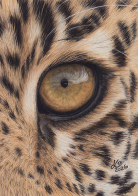 Leopardenauge, 14 x 20 cm, Fotovorlage xiSerge