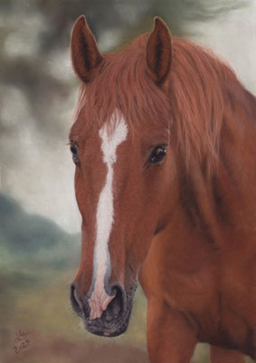  "Dakota", 30 x 40 cm, reference photo Ancalime Trimmel