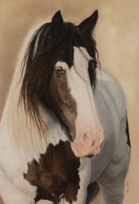 "Jack", Irish Cob, 40 x 60 cm