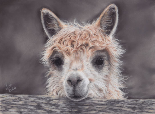 Alpaca, 22 x 29 cm, reference photo Suzanne Sudekum
