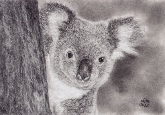 Koala, Kohlezeichnung, 20 x 29 cm, Fotovorlage Dirk Heuser