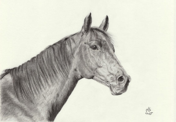 "Choco", 30 x 40 cm, reference photo Bianca Dudenhöffer, www.tierklick.de