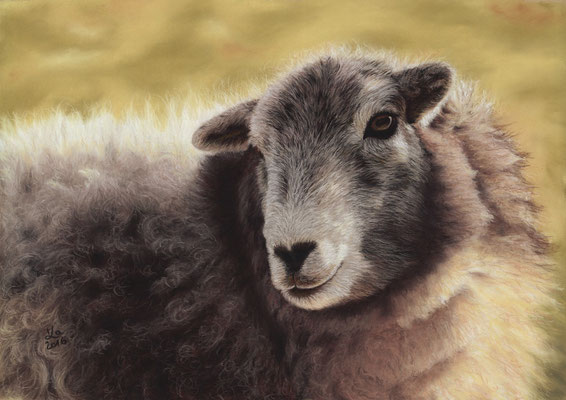 Schaf, 27 x 38 cm, reference photo Gary Jones; SOLD - VERKAUFT