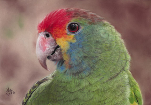 red-browed Amazon (Amazona rhodocorytha), 20 x 29 cm, Fotovorlage Fabiane Girardi; SOLD - VERKAUFT