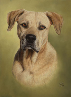 "Tequila", Staffordshire-Doberman-Mix,  30 x 40 cm