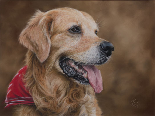 "Angel", Golden Retriever, 39 x 29 cm