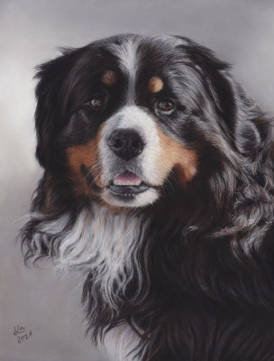 "Ben", Berner Sennenhund, 30 x 40 cm