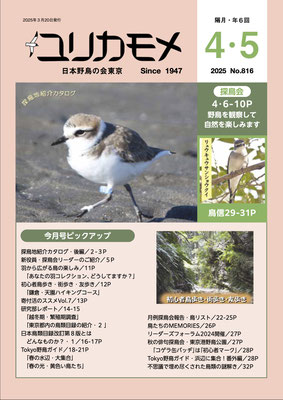 ユリカモメ表紙ギャラリー - 日本野鳥の会東京 ユリカモメ表紙ギャラリー - 日本野鳥の会東京
