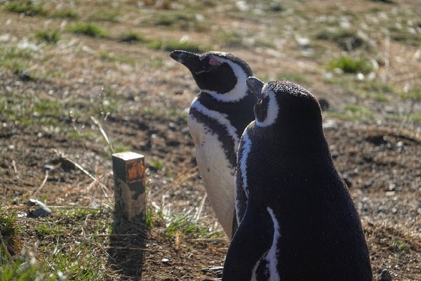 Pinguine sonnen sich auf der Insel Magdalena