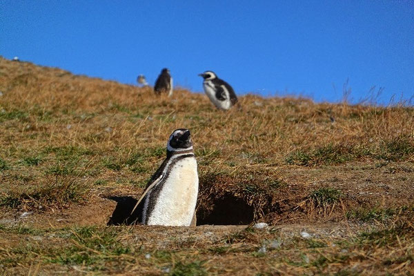Bruthöhle eines Magellan Pinguins
