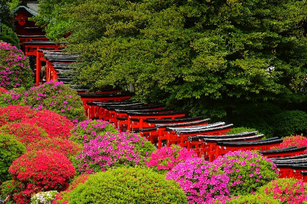 Azaleen Festival Tokio Nezu Schrein