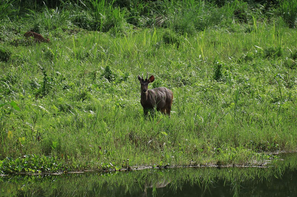 Wildlife, Tierbeobachtungen im Chitwan Nationalpark mit Übernachtung im Dschungel