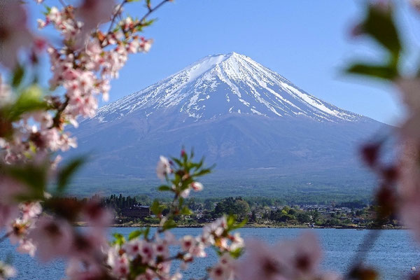 Fuji mit Kirschblüten, Tagestrip von Tokio