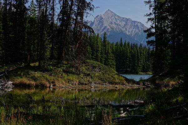 Moose Lake Jasper Nationalpark, Rocky Mountains Kanada, zelten in Kanada, Nationalparks in Kanada