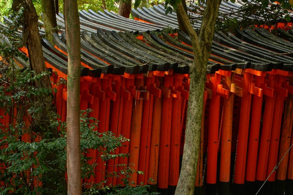 Fushimi Inari, Wanderweg in Kyoto