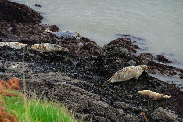 Seehunde auf Worm's Head in Wales, Tierbeobachtung, Meerestiere Wales