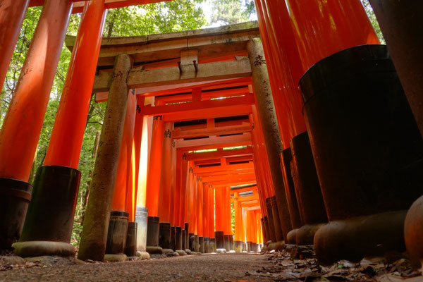 Fushimi Inari, 10.000 rote Torii