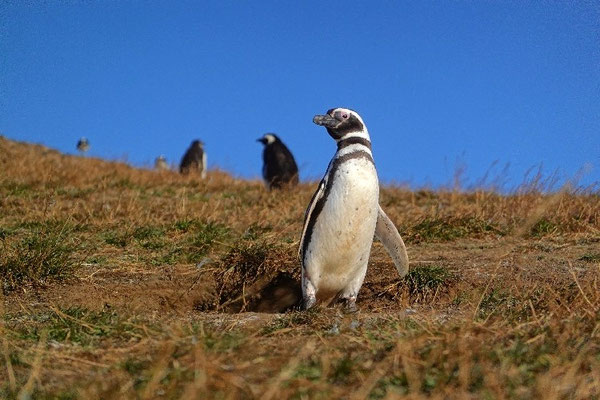 Pinguine in Patagonien finden, geführte Tour