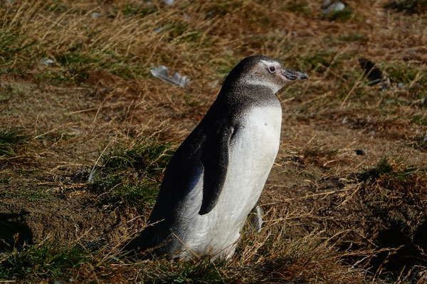 Junger Pinguin an der Magellan Straße in Patagonien