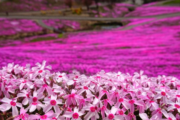 Blumenpark, Wandern in Japan, Hokkaido