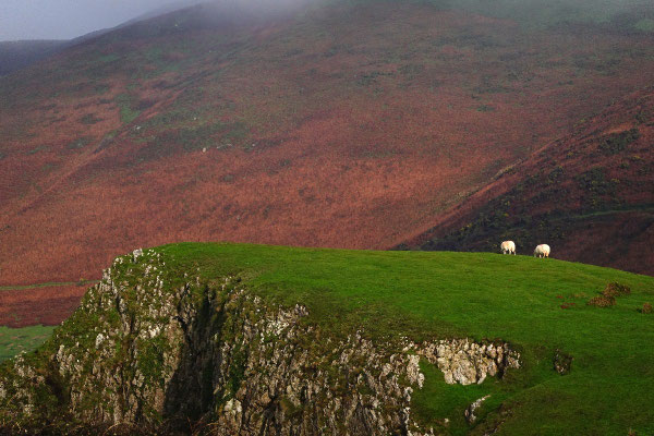 Schafe auf den Klippen bei der Wanderung zu Worm's Head in Wales