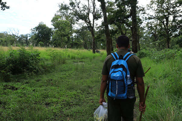 Dschungeltour Nepal, Chitwan Nationalpark, Wanderung im Dschungel