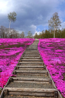 Pinker Phlox im Takinoue Park, Hokkaido, Japan