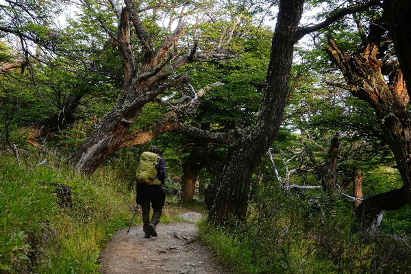 Wandern in Patagonien, Laguna de Los Tres, durch schöne Wälder