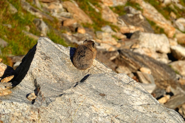 USA Pika Sichtung, Wildtiere, Grand Teton National Park