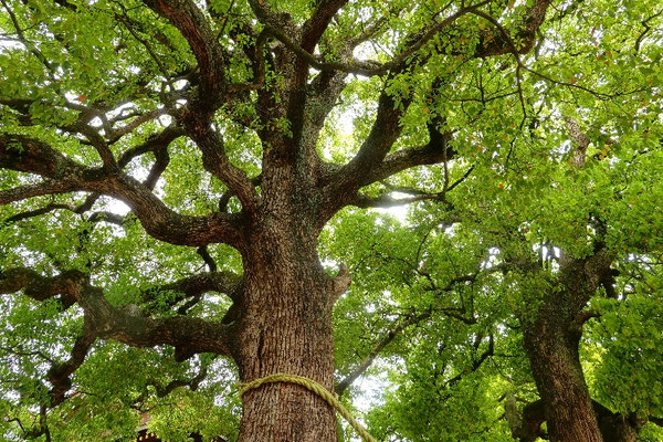 Große Bäume im Wald am Meiji Schrein