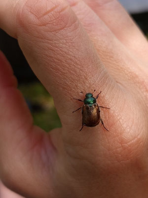 Insekten im Naturgarten, Naturgarten für Anfänger
