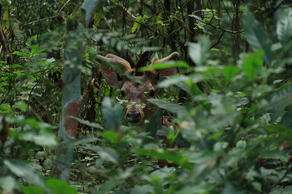 Chitwan Nationalpark, wilde Tiere in Nepal