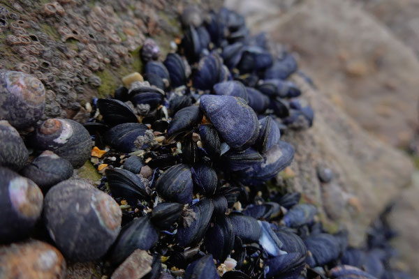 Muscheln am Meeresboden beim Worm's Head in Wales