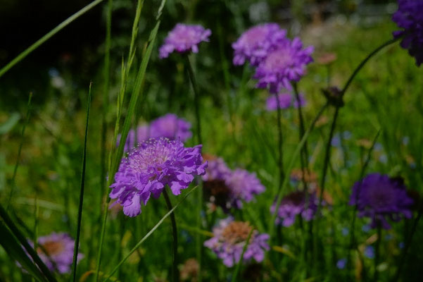 Skabiose im Naturgarten, einheimische Stauden