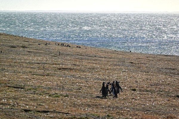Insel Magdalena, Grasland und Pinguin-Kolonie