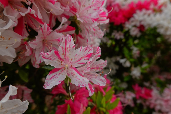 Azaleen Detailfoto Tokio, Festival Blumen Japan