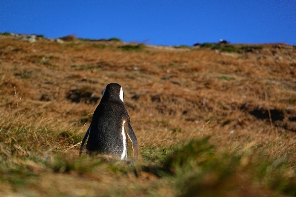 Pinguin-Insel in Patagonien